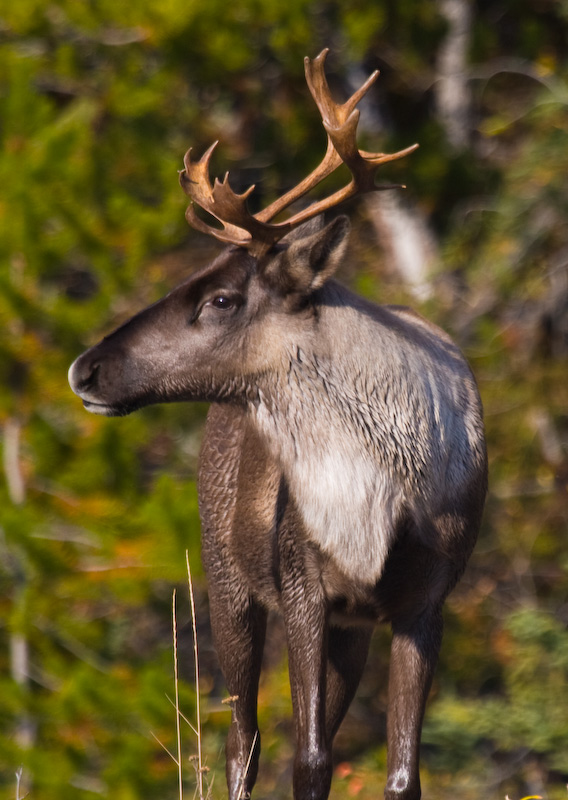 Caribou